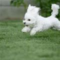 Cute Flying Puppy