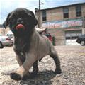 Cute Little Pug Dog