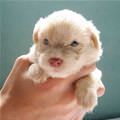 Cute Little Puppy