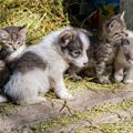 Cute Little Puppy And Kittens