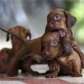 Cute Nomnom Puppies