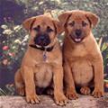 Cute Posing Puppies