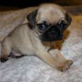 Cute Pug Puppy