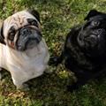 Cute Pugs