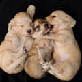 Cute Puppies Napping