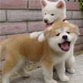 Cute Puppies Playing