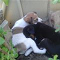 Cute Puppies Sleeping Together