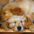 Cute Puppies Sleeping