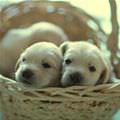 Cute Puppy Basket