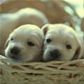 Cute Puppy Basket