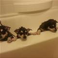 Cute Puppy Bath Time