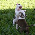 Cute Puppy Fight