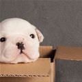 Cute Puppy In A Box