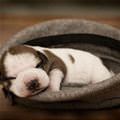 Cute Puppy Nap