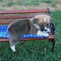 Cute Puppy On A Bench