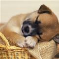 Cute Puppy Sleeping