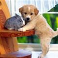 Cute Puppy With A Bunny