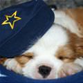 Cute Sleeping Pup