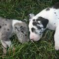 Cute Sleeping Puppies