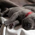 Cute Sleeping Puppies