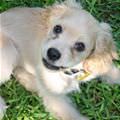 Cute Spaniel Puppy