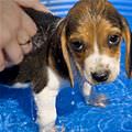 Cute Wet Puppy