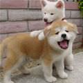 Cutest Fluffy Puppies