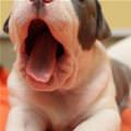 Cutest Puppy Yawn