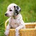 Dalmation Puppy