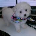 Desk Puppy