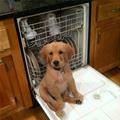 Dishes Are Clean