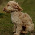 Dog Wind - funnypuppysite.com