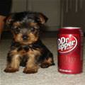 Dr Pepper