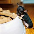 Eat Like A King Puppy