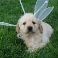 Fairy Puppy