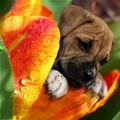 Flower Puppy Here