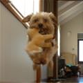 Flying Puppy