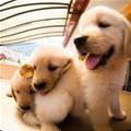 Funny Little Puppies