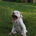 Giant Puppy Yawn