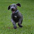 Great Dane Puppy Running