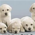 Group Of Cute Puppies