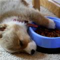 Guarding His Bowl