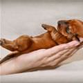 Hand Of Puppy