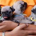 Handful Of Pug Puppies