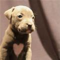 Heart Shaped Puppy