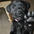 Here Is My Paw