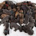 Huge Pile Of Puppies