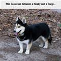 Husky And Corgy Mix