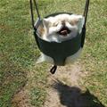 I Dont Fits In This Swing Puppy