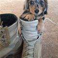 I Has A Boot